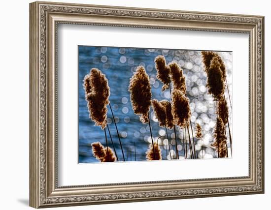 Lakeside Grass In Reflected Sunlight-George Oze-Framed Photographic Print