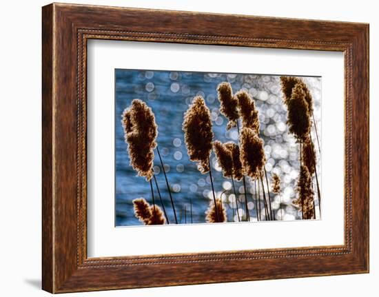 Lakeside Grass In Reflected Sunlight-George Oze-Framed Photographic Print