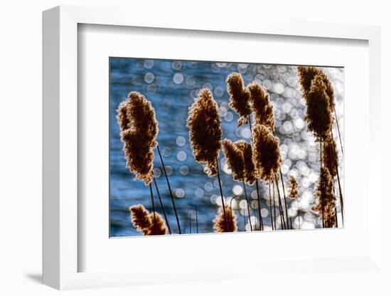 Lakeside Grass In Reflected Sunlight-George Oze-Framed Photographic Print