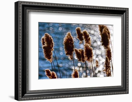 Lakeside Grass In Reflected Sunlight-George Oze-Framed Photographic Print