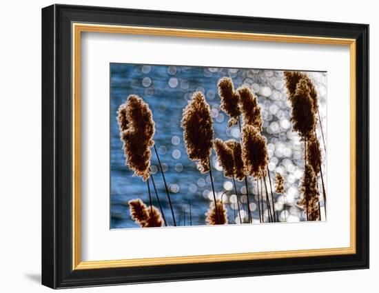 Lakeside Grass In Reflected Sunlight-George Oze-Framed Photographic Print