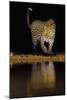 Lakeside Leopard-Staffan Widstrand-Mounted Giclee Print