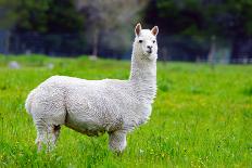 Alpaca-Lakeview Images-Photographic Print