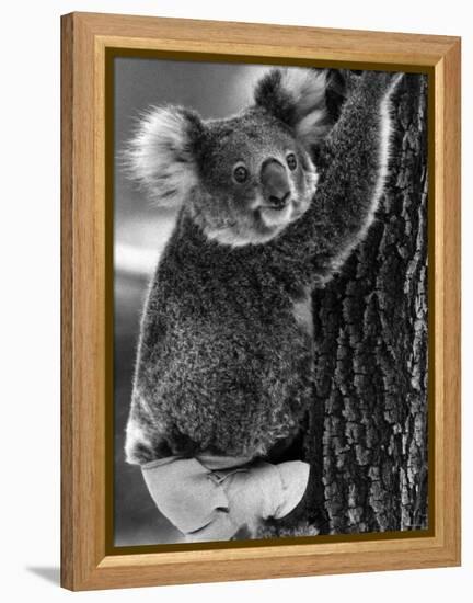 Lally the Koala with a Broken Leg Which She Receive During Trying to Escape a Bush Fire-null-Framed Premier Image Canvas