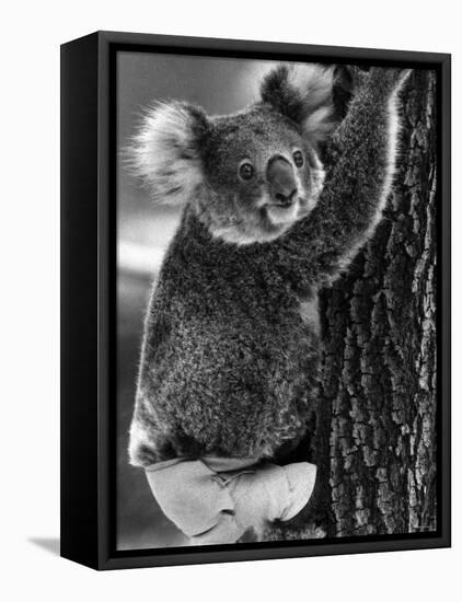 Lally the Koala with a Broken Leg Which She Receive During Trying to Escape a Bush Fire-null-Framed Premier Image Canvas