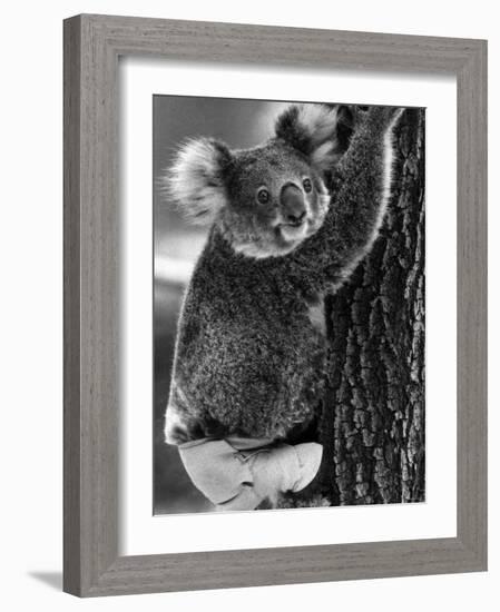 Lally the Koala with a Broken Leg Which She Receive During Trying to Escape a Bush Fire-null-Framed Photographic Print