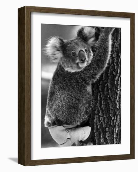 Lally the Koala with a Broken Leg Which She Receive During Trying to Escape a Bush Fire-null-Framed Photographic Print