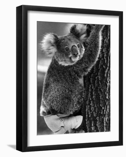 Lally the Koala with a Broken Leg Which She Receive During Trying to Escape a Bush Fire-null-Framed Photographic Print