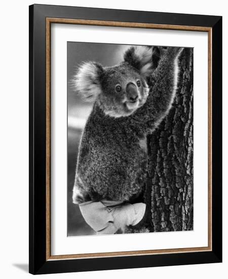 Lally the Koala with a Broken Leg Which She Receive During Trying to Escape a Bush Fire-null-Framed Photographic Print