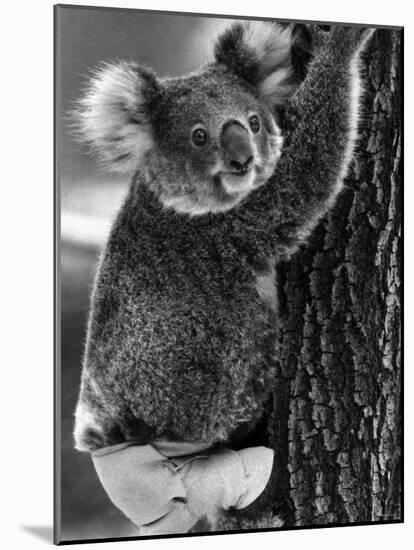 Lally the Koala with a Broken Leg Which She Receive During Trying to Escape a Bush Fire-null-Mounted Photographic Print