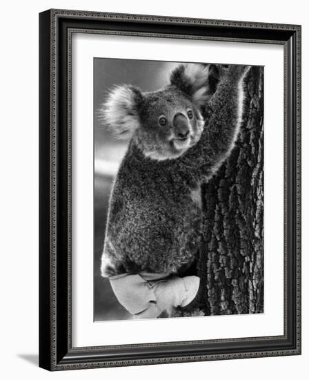 Lally the Koala with a Broken Leg Which She Receive During Trying to Escape a Bush Fire-null-Framed Photographic Print