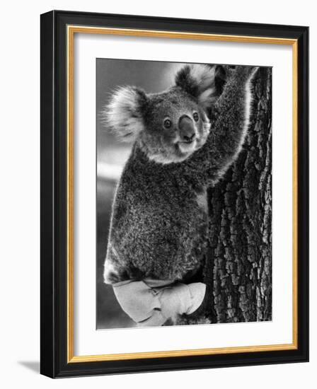 Lally the Koala with a Broken Leg Which She Receive During Trying to Escape a Bush Fire-null-Framed Photographic Print