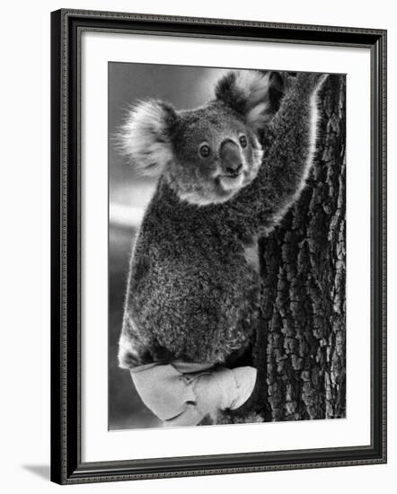 Lally the Koala with a Broken Leg Which She Receive During Trying to Escape a Bush Fire-null-Framed Photographic Print