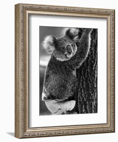 Lally the Koala with a Broken Leg Which She Receive During Trying to Escape a Bush Fire-null-Framed Photographic Print