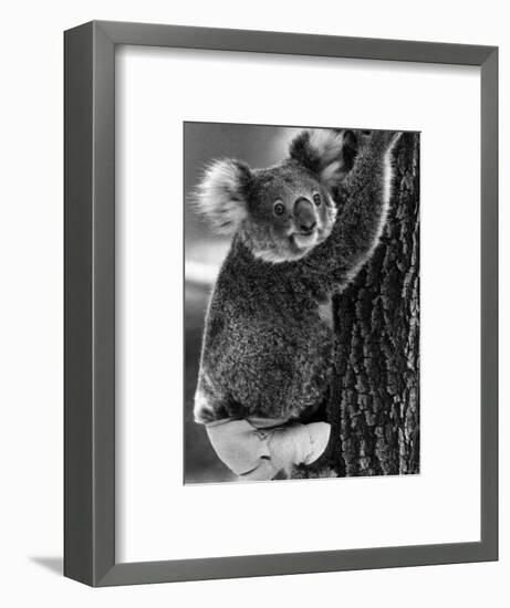 Lally the Koala with a Broken Leg Which She Receive During Trying to Escape a Bush Fire-null-Framed Photographic Print