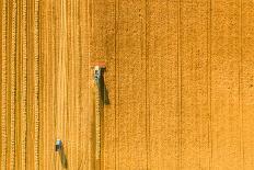 Harvester Machine Working in Field . Combine Harvester Agriculture Machine Harvesting Golden Ripe W-LALS STOCK-Photographic Print