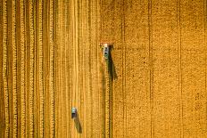 Harvester Machine Working in Field . Combine Harvester Agriculture Machine Harvesting Golden Ripe W-LALS STOCK-Premier Image Canvas