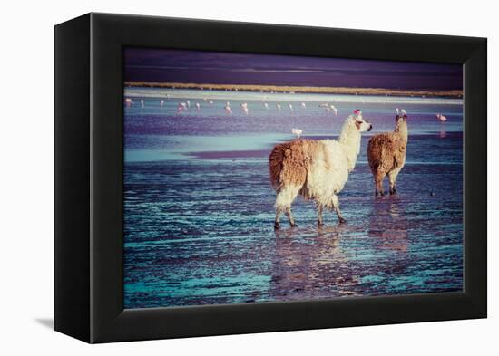Lama on the Laguna Colorada, Bolivia-Curioso Travel Photography-Framed Premier Image Canvas
