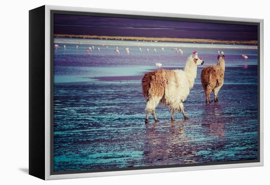 Lama on the Laguna Colorada, Bolivia-Curioso Travel Photography-Framed Premier Image Canvas