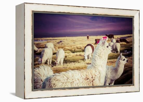 Lama on the Laguna Colorada, Bolivia-Curioso Travel Photography-Framed Premier Image Canvas