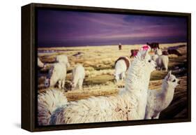 Lama on the Laguna Colorada, Bolivia-Curioso Travel Photography-Framed Premier Image Canvas