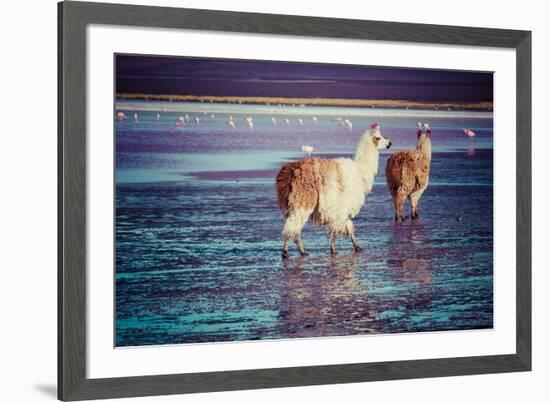 Lama on the Laguna Colorada, Bolivia-Curioso Travel Photography-Framed Photographic Print