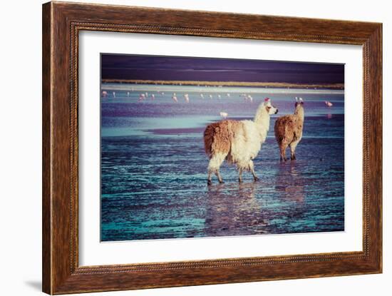 Lama on the Laguna Colorada, Bolivia-Curioso Travel Photography-Framed Photographic Print