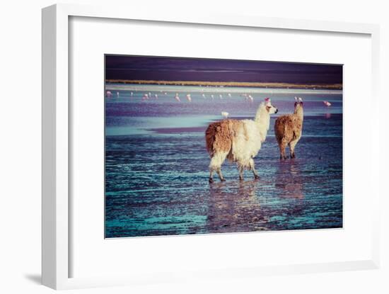 Lama on the Laguna Colorada, Bolivia-Curioso Travel Photography-Framed Photographic Print