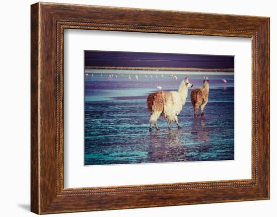 Lama on the Laguna Colorada, Bolivia-Curioso Travel Photography-Framed Photographic Print