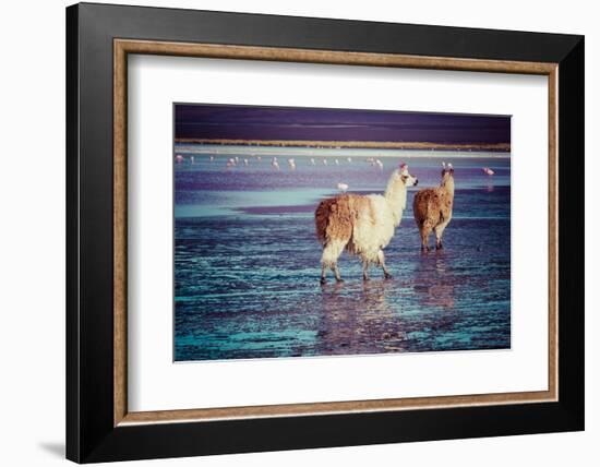 Lama on the Laguna Colorada, Bolivia-Curioso Travel Photography-Framed Photographic Print