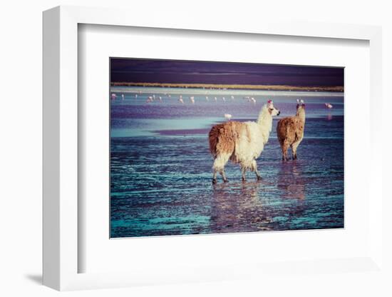 Lama on the Laguna Colorada, Bolivia-Curioso Travel Photography-Framed Photographic Print