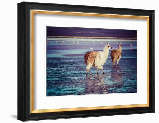 Lama on the Laguna Colorada, Bolivia-Curioso Travel Photography-Framed Photographic Print