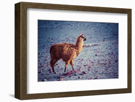 Lama on the Laguna Colorada, Bolivia-Curioso Travel Photography-Framed Photographic Print