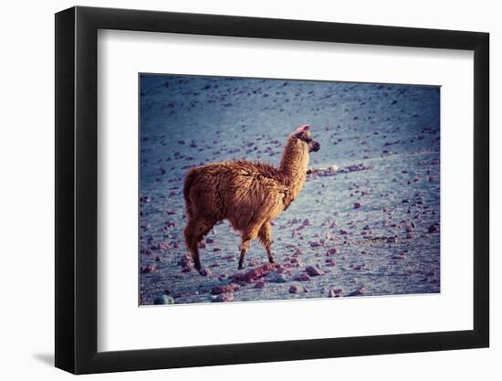 Lama on the Laguna Colorada, Bolivia-Curioso Travel Photography-Framed Photographic Print