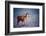 Lama on the Laguna Colorada, Bolivia-Curioso Travel Photography-Framed Photographic Print