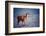 Lama on the Laguna Colorada, Bolivia-Curioso Travel Photography-Framed Photographic Print