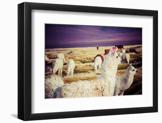 Lama on the Laguna Colorada, Bolivia-Curioso Travel Photography-Framed Photographic Print