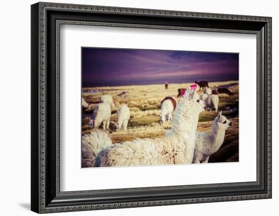 Lama on the Laguna Colorada, Bolivia-Curioso Travel Photography-Framed Photographic Print