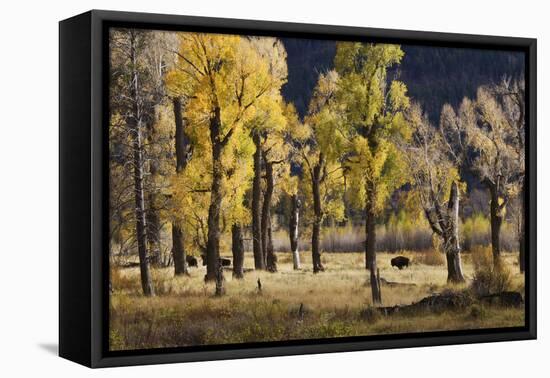 Lamar Valley Bison, Yellowstone-Ken Archer-Framed Premier Image Canvas