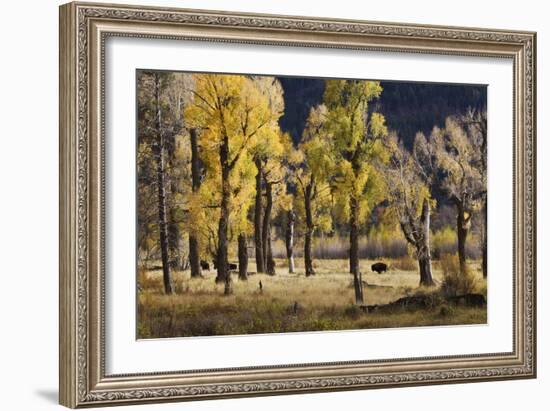 Lamar Valley Bison, Yellowstone-Ken Archer-Framed Photographic Print