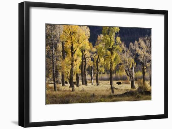 Lamar Valley Bison, Yellowstone-Ken Archer-Framed Photographic Print