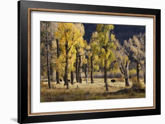 Lamar Valley Bison, Yellowstone-Ken Archer-Framed Photographic Print
