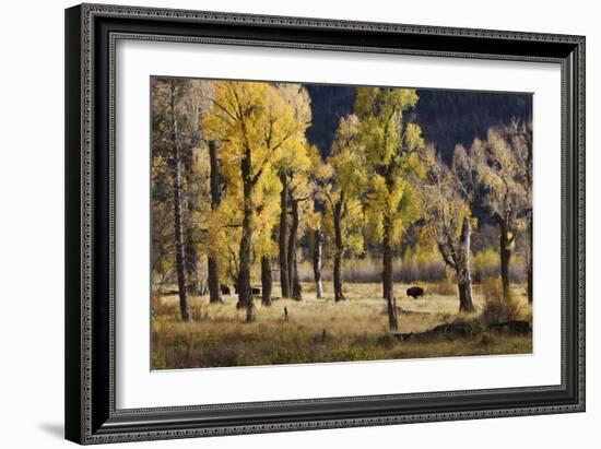 Lamar Valley Bison, Yellowstone-Ken Archer-Framed Photographic Print