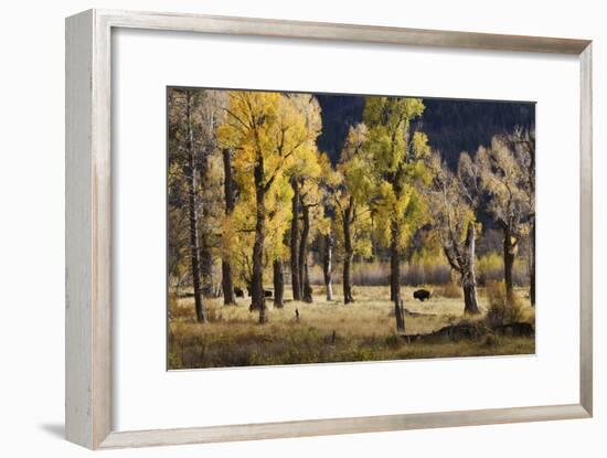 Lamar Valley Bison, Yellowstone-Ken Archer-Framed Photographic Print