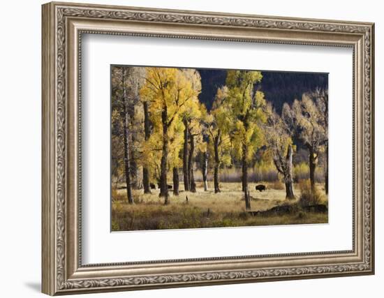 Lamar Valley Bison, Yellowstone-Ken Archer-Framed Photographic Print