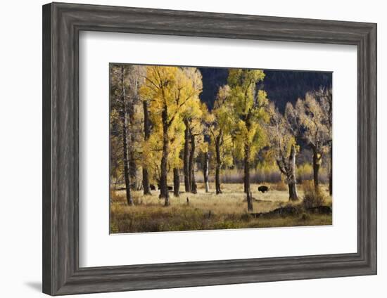 Lamar Valley Bison, Yellowstone-Ken Archer-Framed Photographic Print