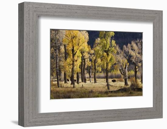 Lamar Valley Bison, Yellowstone-Ken Archer-Framed Photographic Print