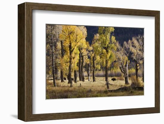 Lamar Valley Bison, Yellowstone-Ken Archer-Framed Photographic Print