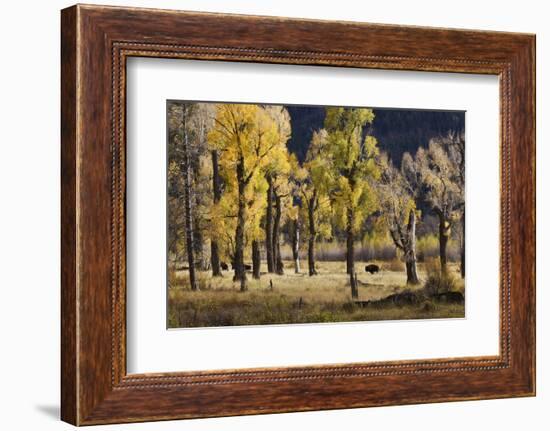 Lamar Valley Bison, Yellowstone-Ken Archer-Framed Photographic Print