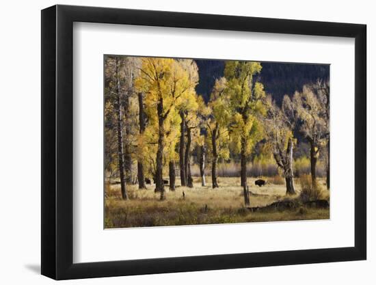 Lamar Valley Bison, Yellowstone-Ken Archer-Framed Photographic Print